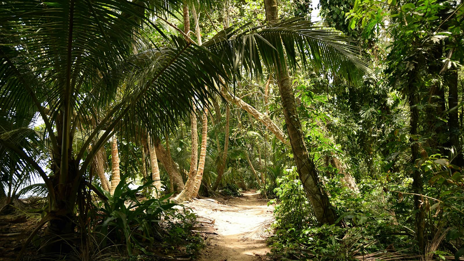 Epic Caribbean adventures for remote workers seeking thrills